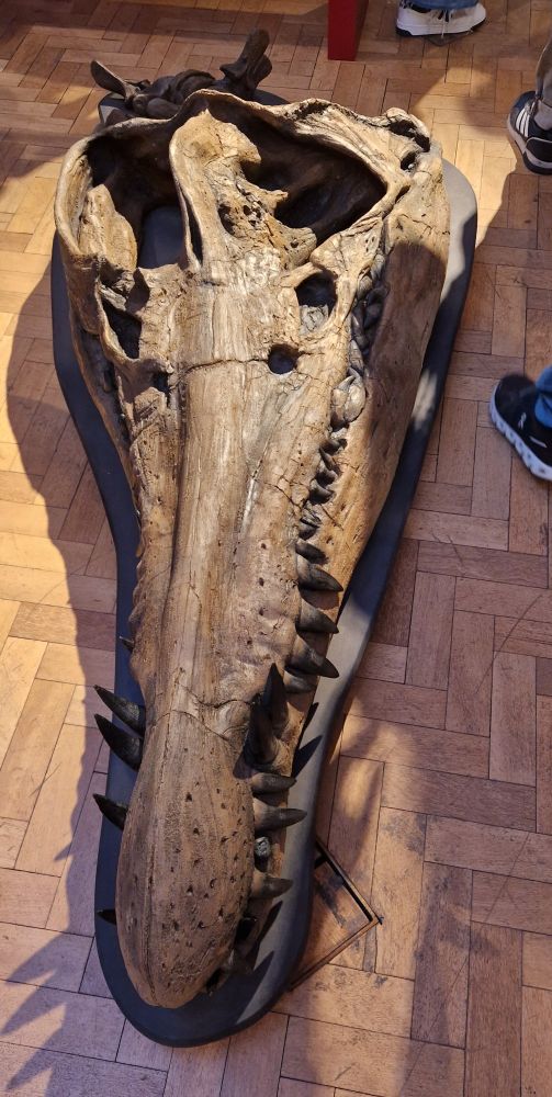 Replica pliosaur skull. 
