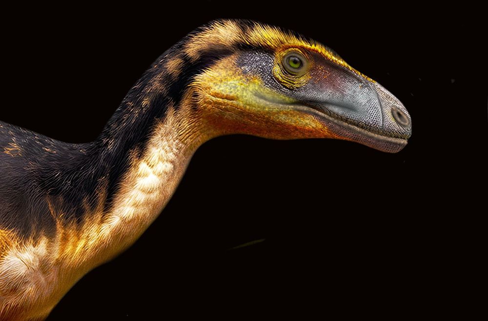 Cretaceous coelurosaur Aratasaurus of Brazil.