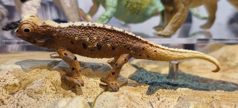 Model leaf chameleon. 