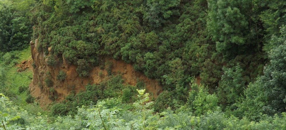 Greenery around the moat of Stirling Castle, Scotland.