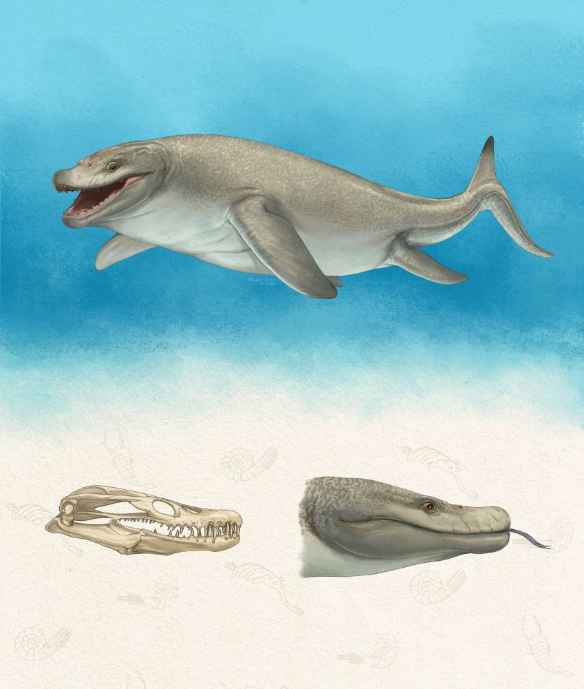 The large, knife-toothed African mosasaur Khinjaria.