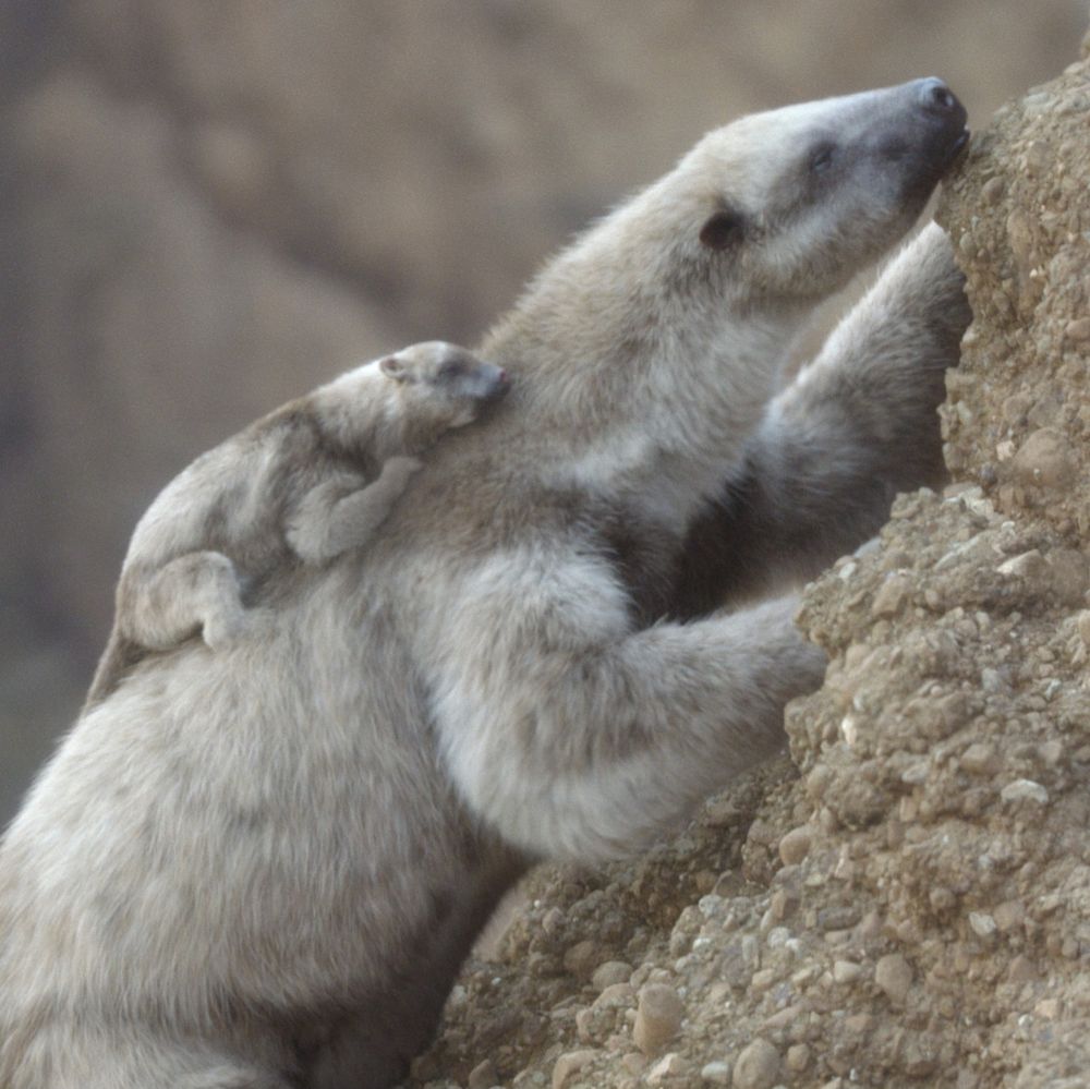 Prehistoric Planet Ice Age image showing a mother sloth climbing up a rocky surface, baby on her back.