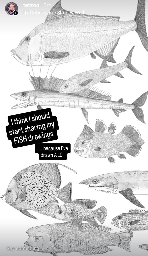 A montage of fish drawings arranged in the style you'd expect for an Instagram story.
