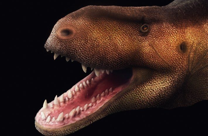 Triassic croc-line archosaur Prestosuchus with open mouth.