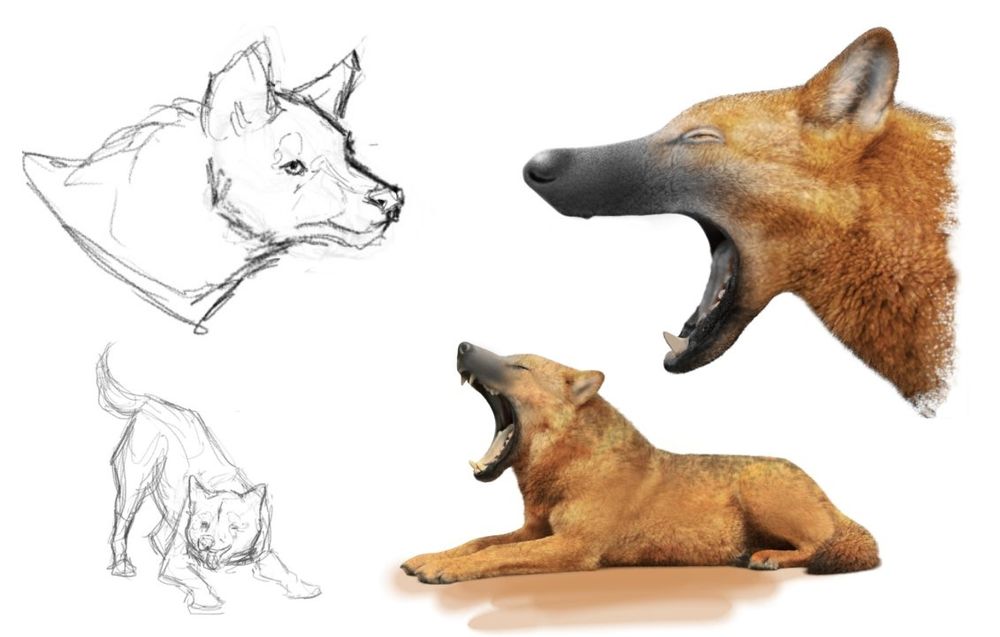 Dire wolf portraits. 