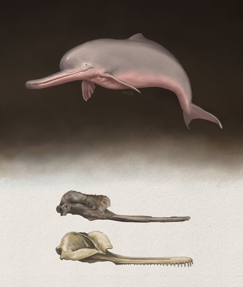 The big extinct platanistid dolphin Pebanista.