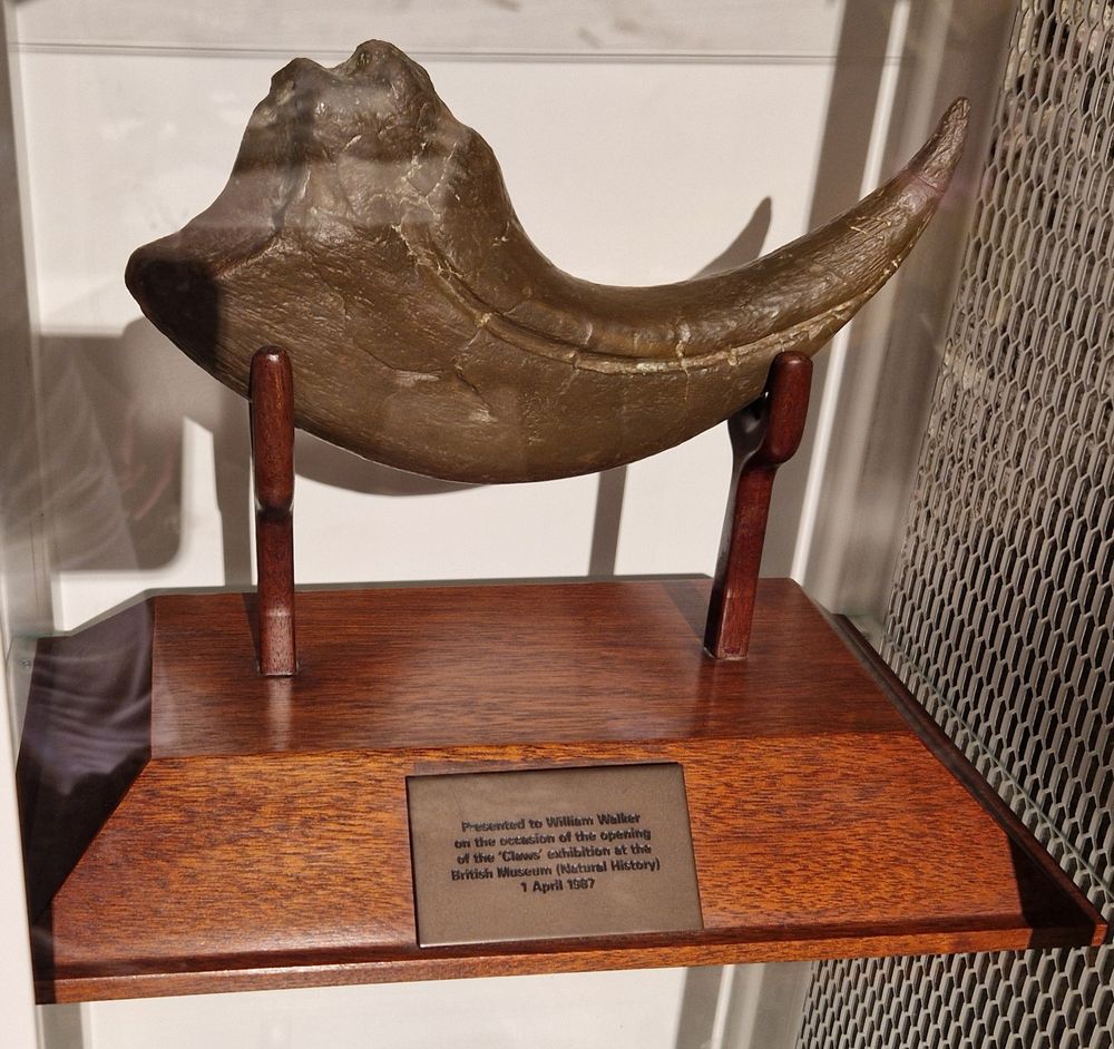 Base-mounted replica, with plaque, of the original Baryonyx find.