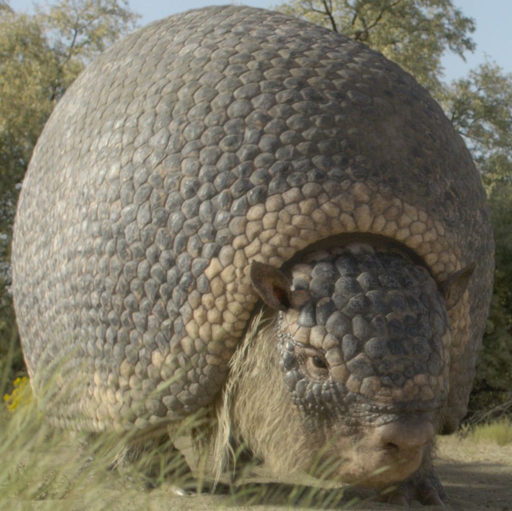 Prehistoric Planet Ice Age image showing a glyptodont.