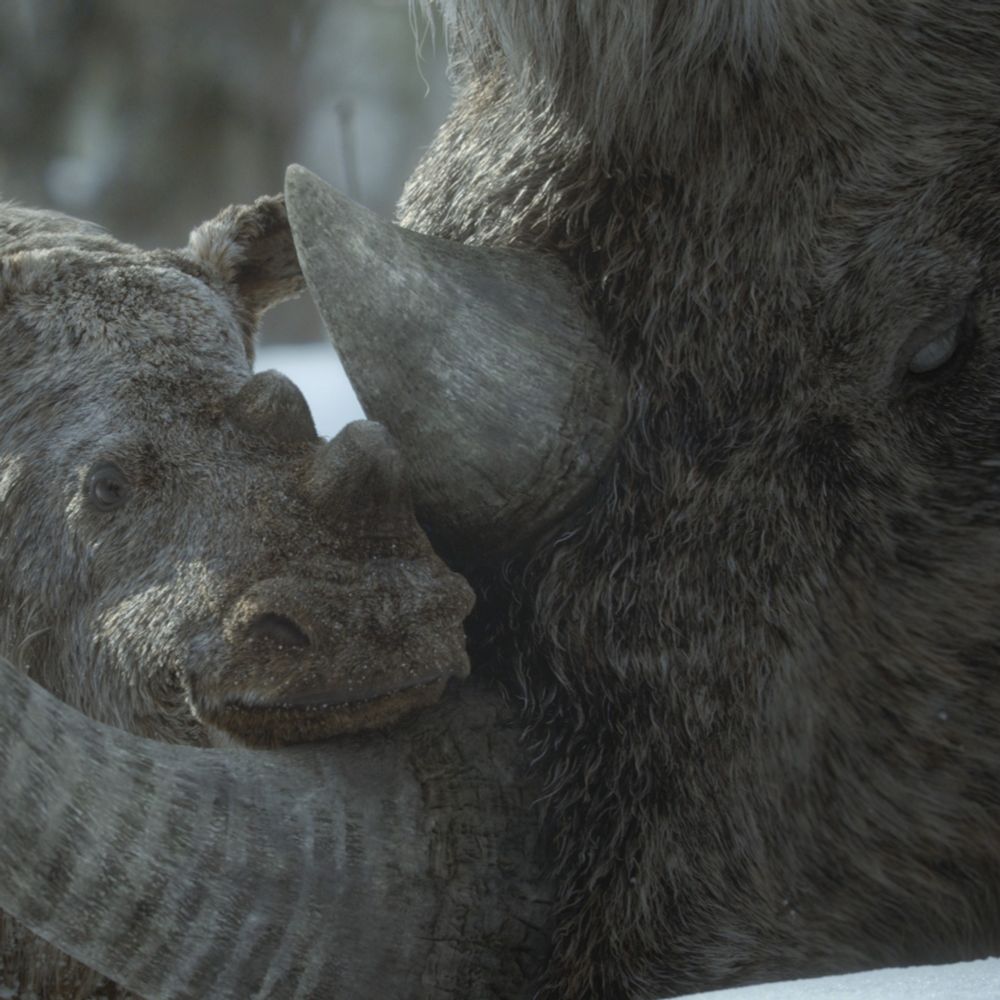 Prehistoric Planet Ice Age image showing two Woolly rhino, a calf and old adult.