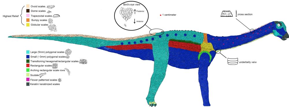 Gallagher image showing sauropod with detailed positional info on skin anatomy.