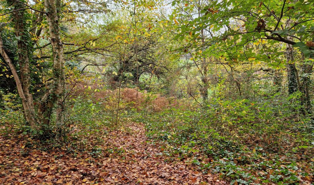 Autumnal trees in the woods.