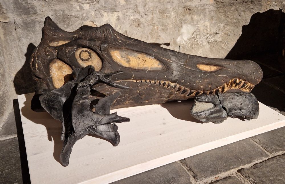 Ceratosuchopin skull replicas.