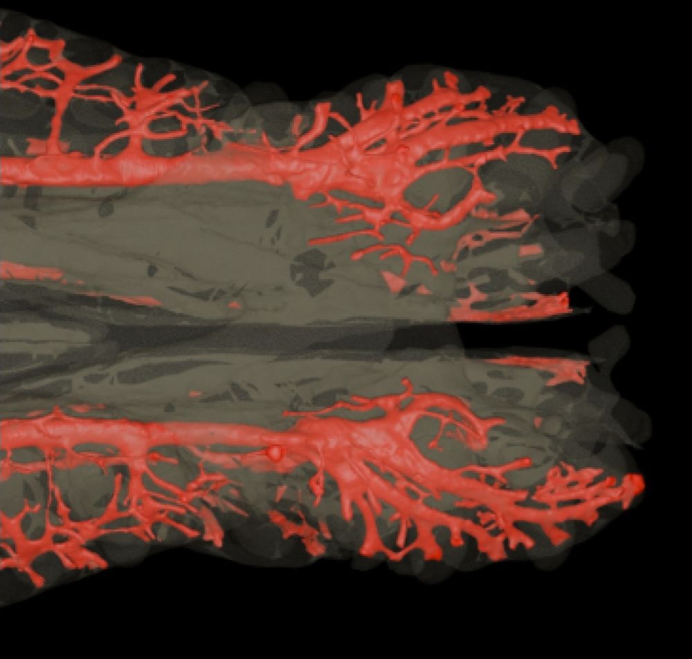 Render showing branching internal structures within a fossil. 