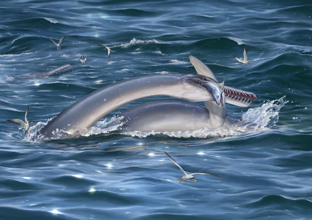 The long-necked plesiosaur Serpentisuchops catching fish at the water surface, seabirds nearby.