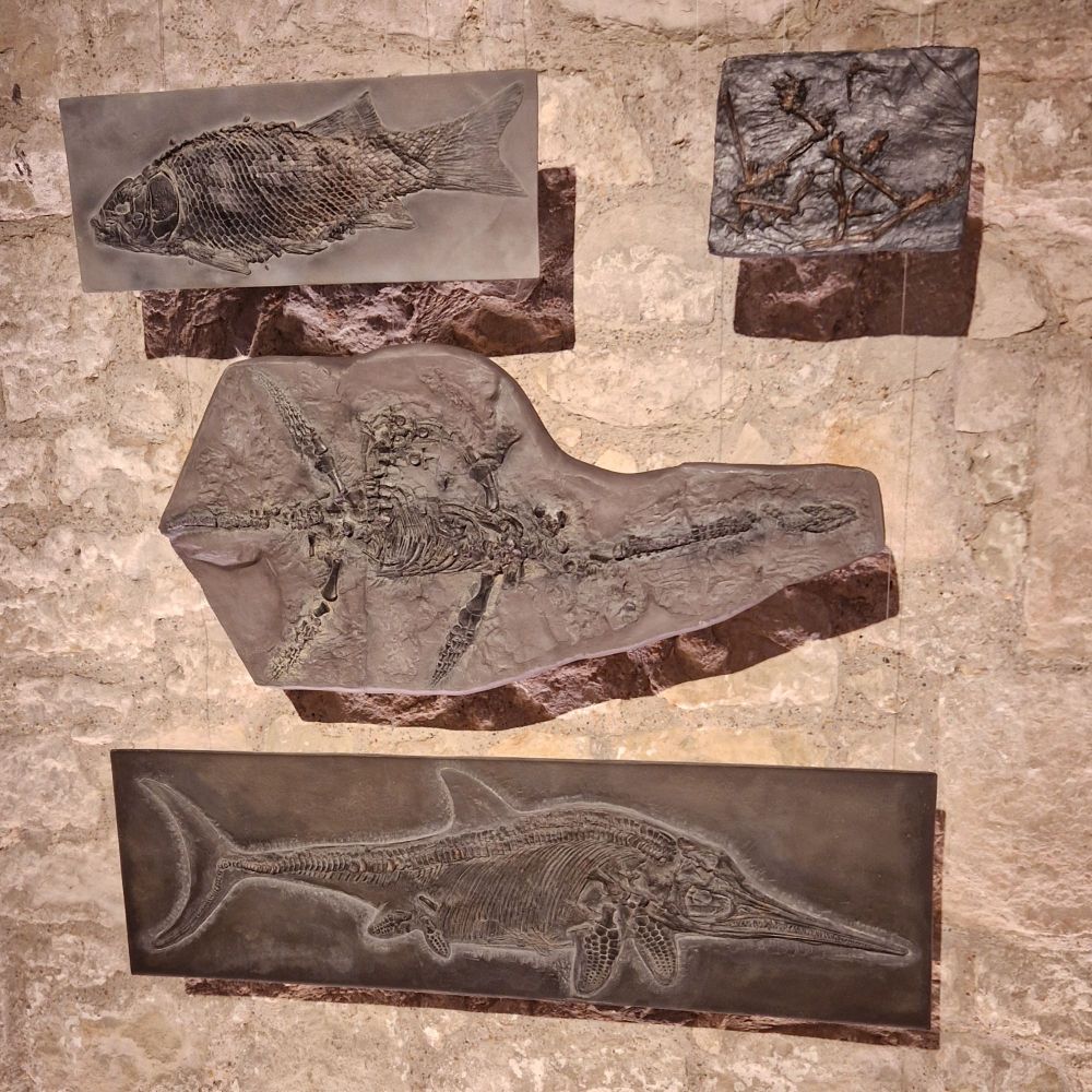 Replicas of fossils including Anning Plesiosaurus.