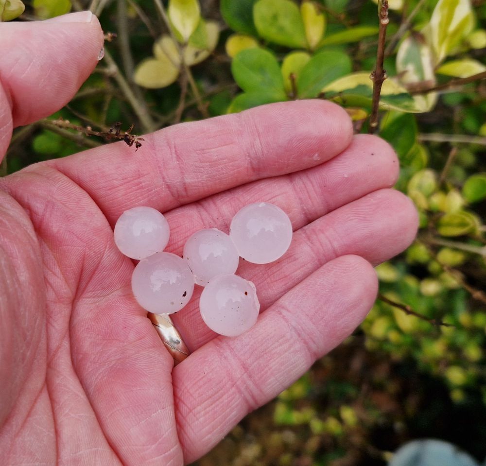 Opaque white balls on my hand.