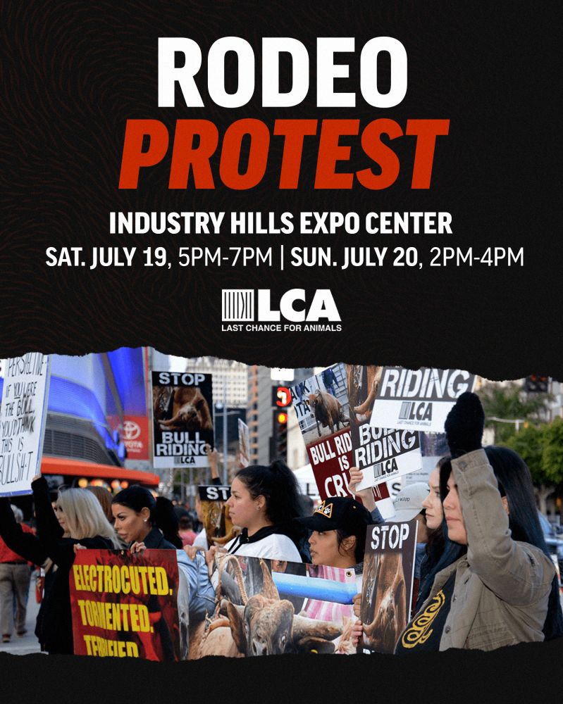 Rodeo Protest