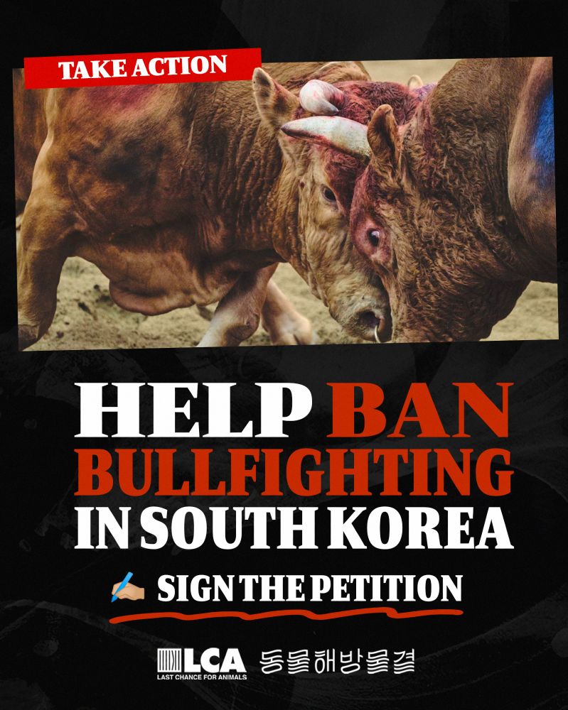Help Ban Bullfighting