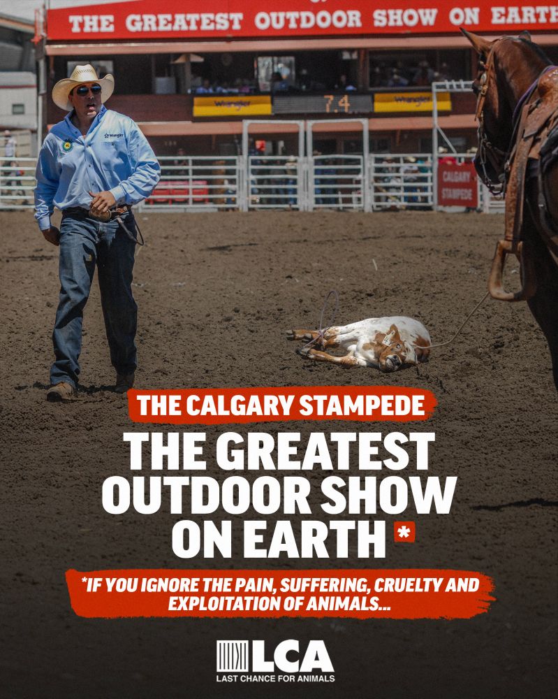 Ban The Rodeo