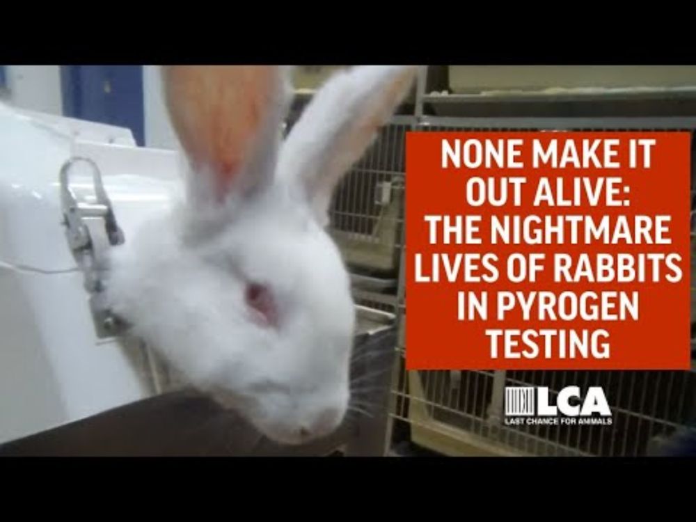 None Make It Out Alive: Rabbit Testing