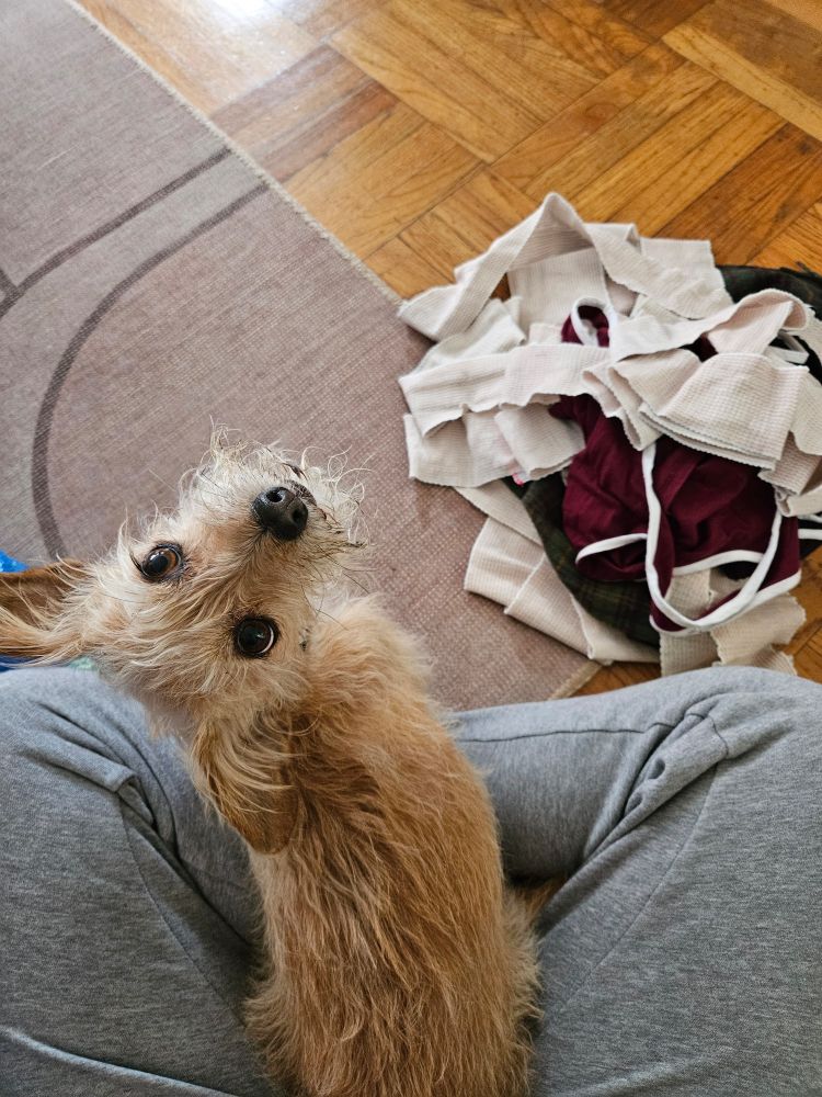 A scruffy dog is sitting on someone's lap and look up at them, clearly in the way of a pile of laundry