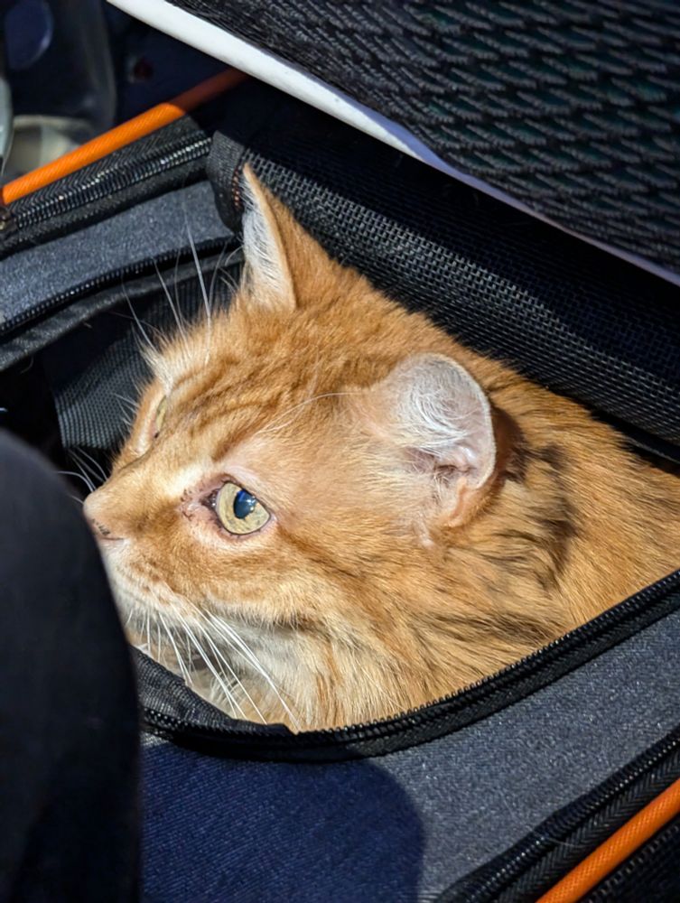 Orange Cat in cat carrier on a flight