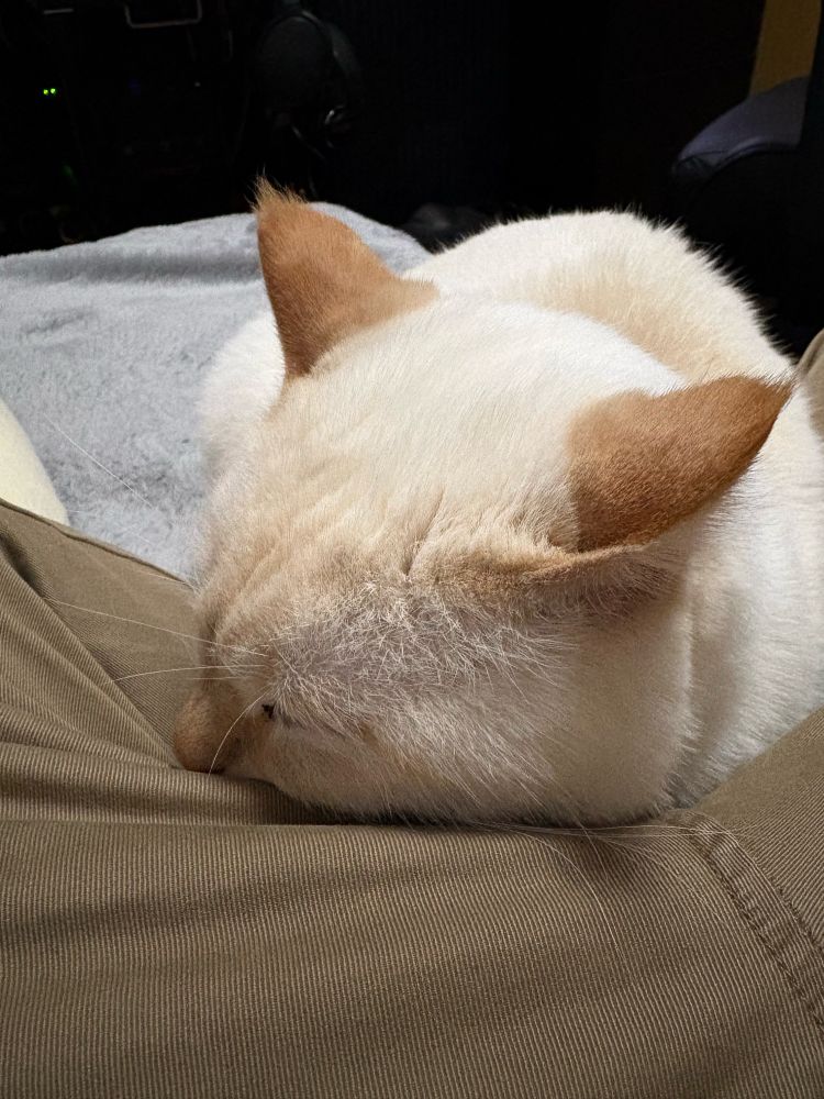 ねこのぬくもり