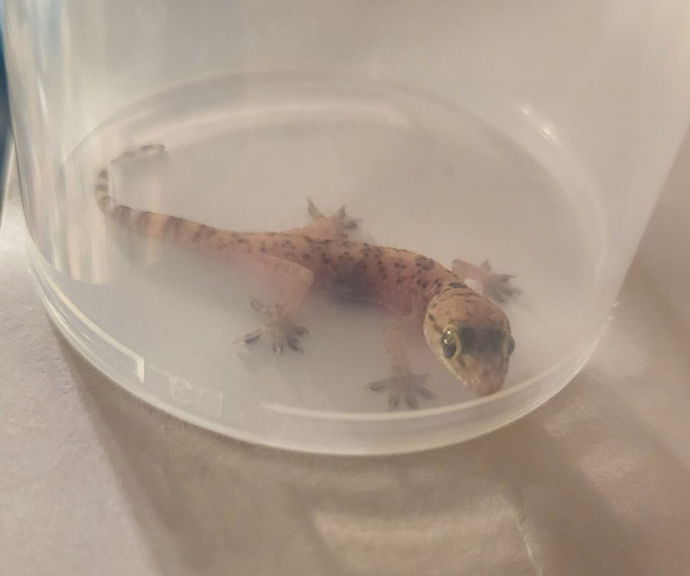 A small gecko with light pinkish-brown skin and dark brown spots on its back and tail, likely a Mediterranean house gecko. It is trapped between a piece of paper and a clear plastic lid, looking directly at the camera.