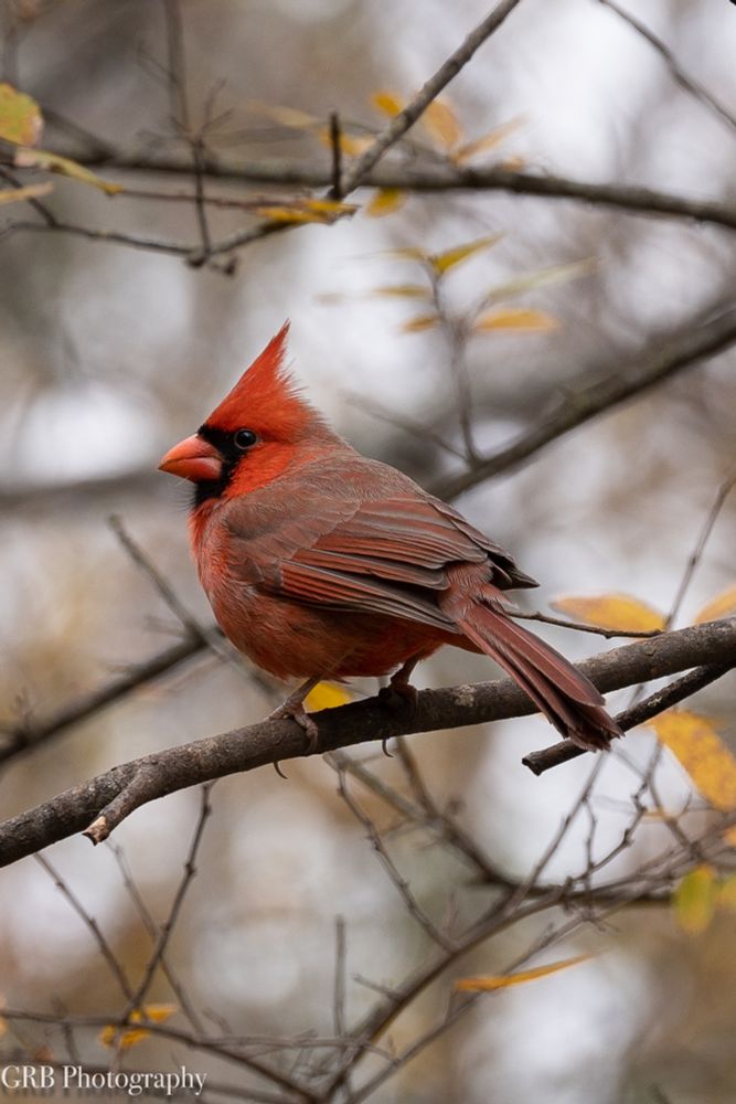 Make cardinal perched on an oak branch