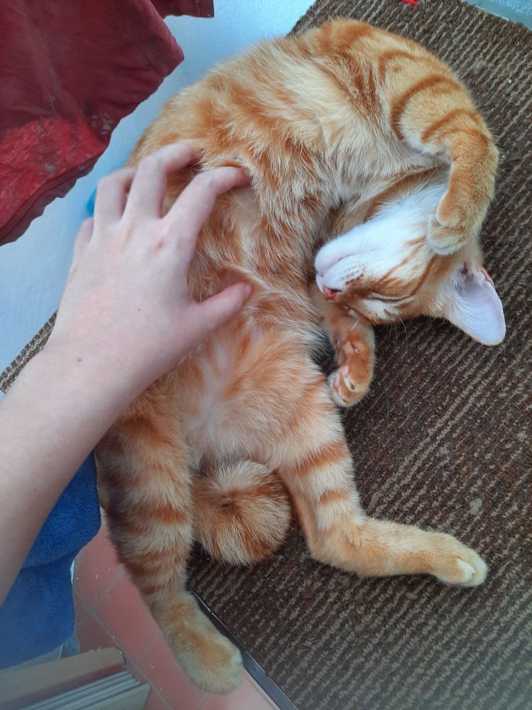 An orange tabby cat lying belly up in an upside down J position, enjoying belly scritches.
