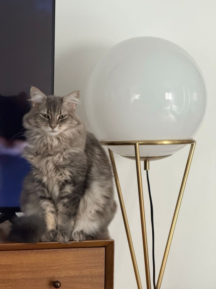 Daphne, a fluffy tabby cat, is perched on a wood dresser next to an orb shaped lamp