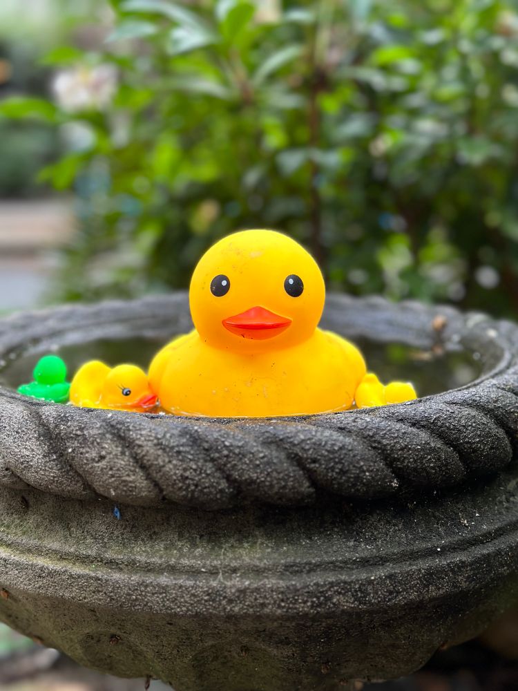 A picture of a large rubber duck surrounded by smaller rubber ducks in a birdbath.