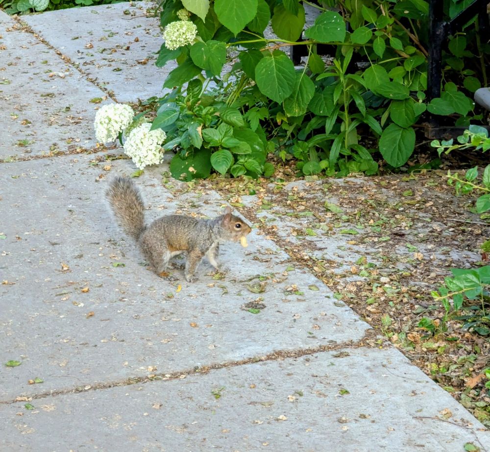 A grey squirrel on a concrete path holding a full peanut in its mouth