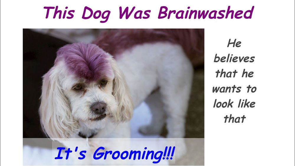 Everyone's Wild About Grooming