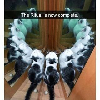 Foto de um gato preto e branco olhando pra cima e parece estar miando. Ele está de frente para um espelho, o espelho está multiplicando o gato várias vezes, que parece estar formando um círculo de gatos. Tem uma legenda acima que diz "O Ritual agora está completo"