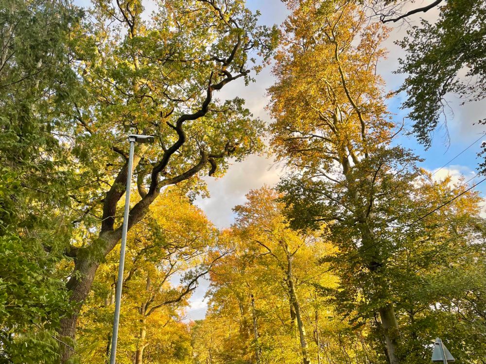 Lovely trees near my gaff