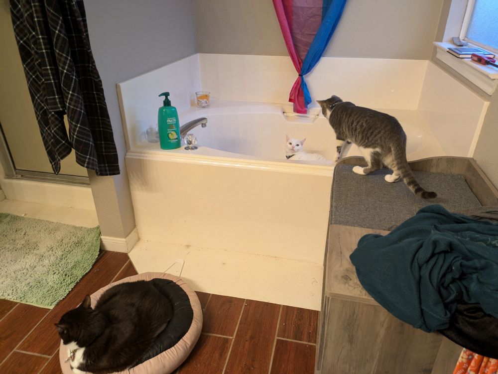Three cats in a bathroom. A white cat looks out from a bath tub. A grey kitten looks down on her from a shelf. A tuxedo cat sits on a cat bed on the floor in front of the bathtub.