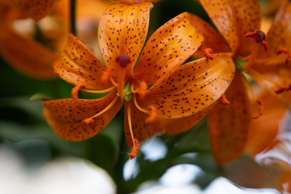 Lilium x martagon 'Brunswick' (Otto Beutnagel, pre-1998). On a BG of blurry green and white, a gently recurve small lily flower. The petals are solid medium orange, with small maroon speckles. More flowers in the BG.