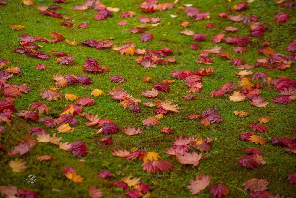 Looking down at the ground, which is carpeted in several kind of moss, some bright green, some dark. Scattered across is are japanese maple leaves in every shade between gold and deep scarlet.