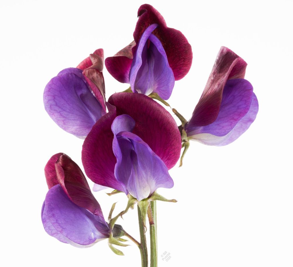 On a white background two stems of fully open flowers. The outer petals are deep wine purple, the inner ones are more bluish purple. The flowers are a lot smaller than modern-day sweet peas, with simple unruffled petals.