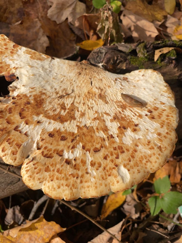 dryad’s saddle i think??