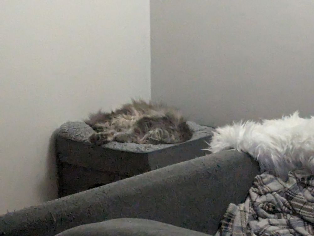 Cat sleeping on top of a cat home box, with their head tucked in and hidden