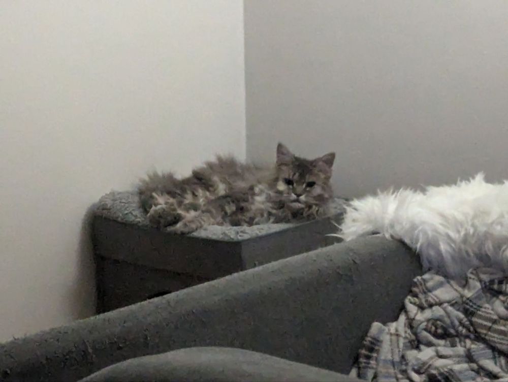 The same cat is now awake and alert. You can see some malice in her eyes