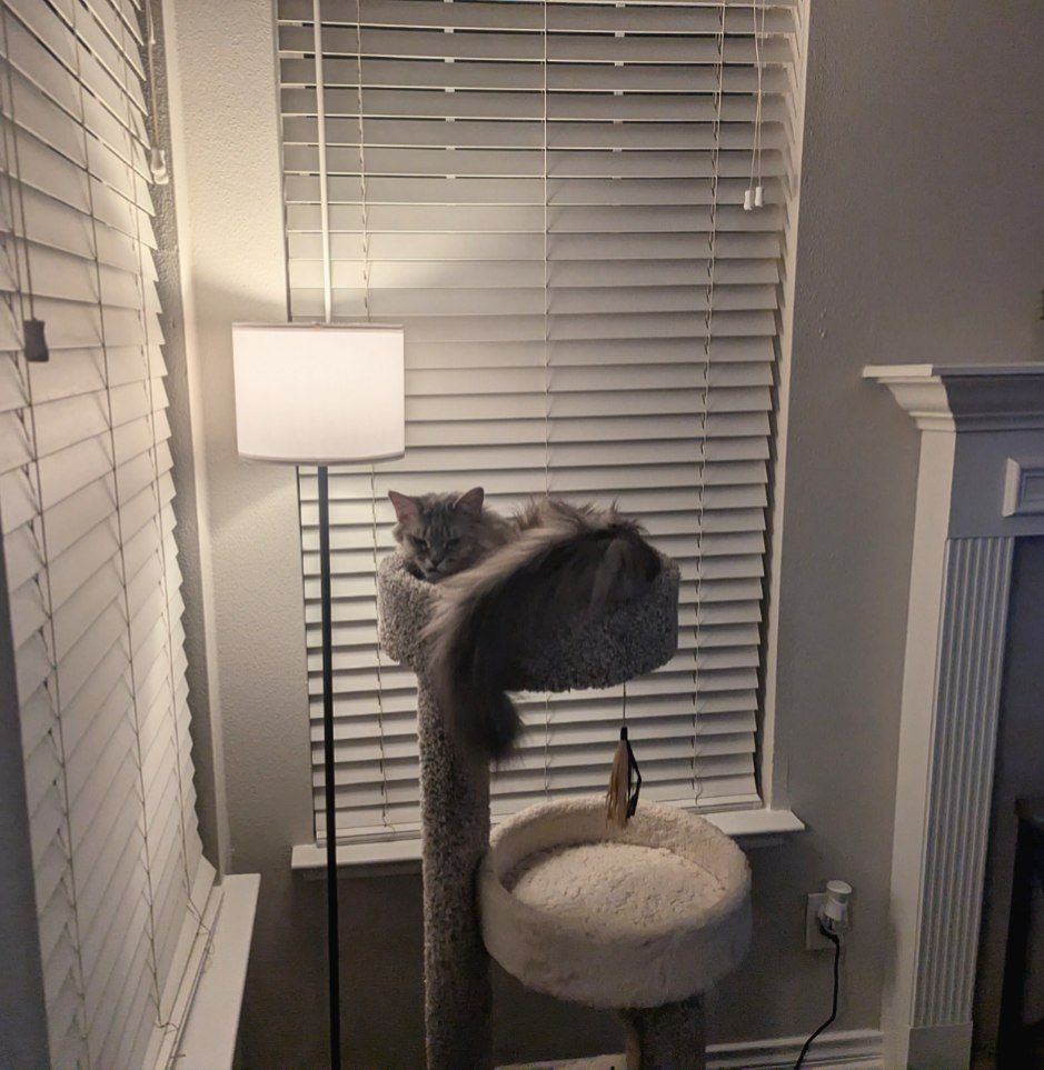 KITR sitting on the top level of a cat tree.