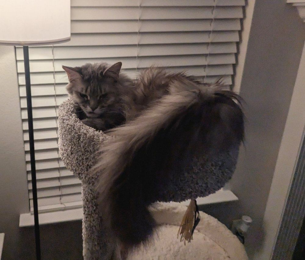 KITR sitting on the top level of a cat tree. She's closer to the camera now.