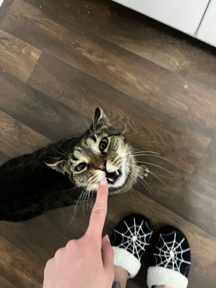 hand (Amanda’s) pointing at slightly cross-eyed and open-mouthed cat (Asmodeus), can see Amanda’s spider-web slippers in corner 