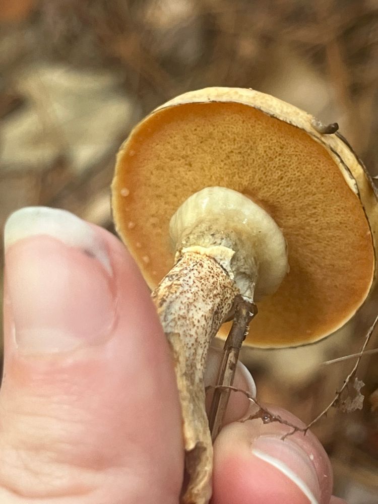 Close up of the underside of a young Suillus sp. mushroom 