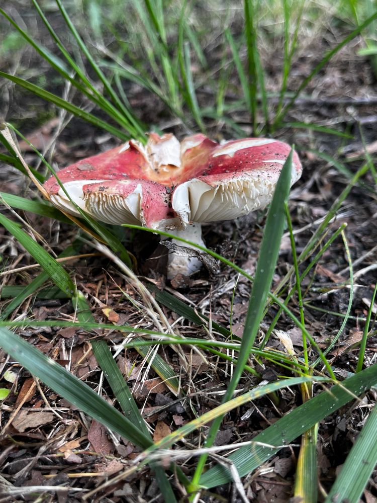 Cracked and frayed red topped Russula mushroom in the grass, looking awfully dry. 