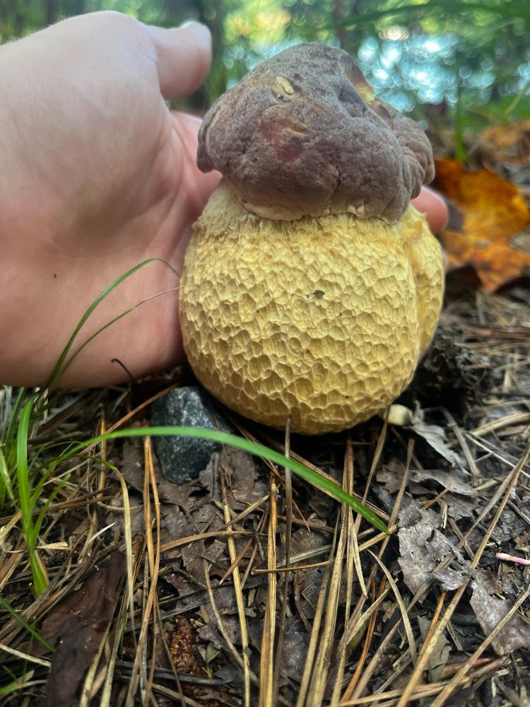 Amanda’s hand behind a very thick-stiped mushroom with beautiful reticulation. The stipe is a tannish-yellow, and the cap is a velvety brown. The cap’s width is less than the stipe’s, making it look extra round. 