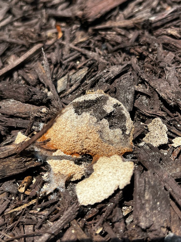 Very dusty crusty and dry, tan colored slime mold on dark brown wood chips. The slime mold’s top layer is chipped apart to reveal a brown spore-filled center. 